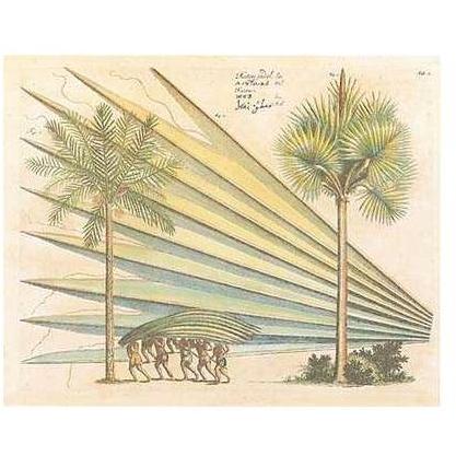 Exotic Plants & Palms Poster Print