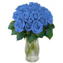 12 Blue Roses