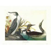 Red Throated Diver Poster Print