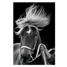 Pegase A Tous Les Etages Poster Print
