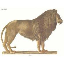 Lion Poster Print