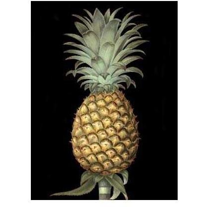 Brookshaw S Exotic Pineapple I Poster Print