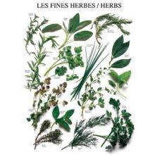 Mixed Herbs Poster Print