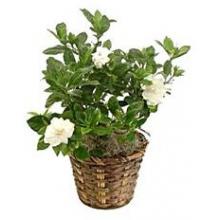 Gardenia