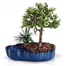 Dwarf Jade Bonsai