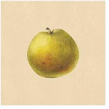 Apple & Pear Studies Poster Print