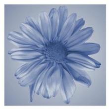Oceana Flora IV Poster Print