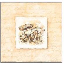 Fairy Ring Poster Print