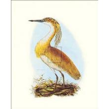 Squated Heron Poster Print