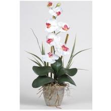 Single Stem Phalaenopsis