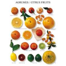 Agrumes Poster Print