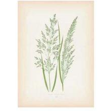 Grasses Poster Print