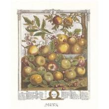 Twelve Months Of Fruits, 1732/May Poster Print