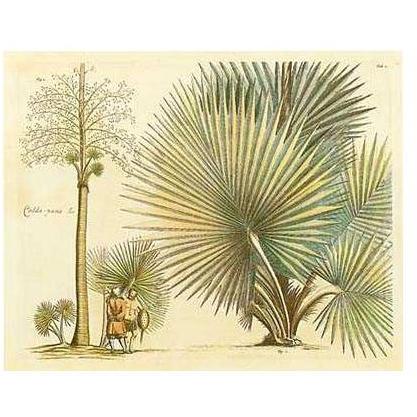 Exotic Plants & Palms Poster Print