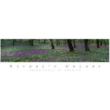 Nature S Color - Purple Flowers Poster Print