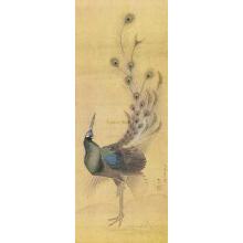 Peacock Poster Print