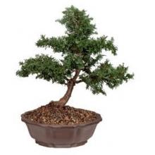 Dwarf Hinoki Cypress