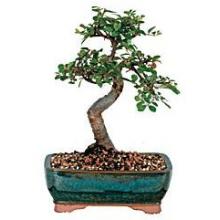 Chinese Elm Bonsai