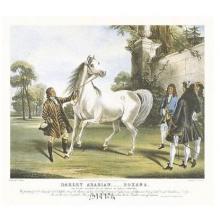 Darley Arabian, Roxana Poster Print