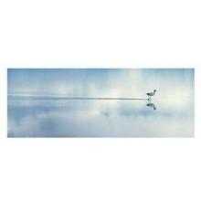 Elegant Avocet Poster Print