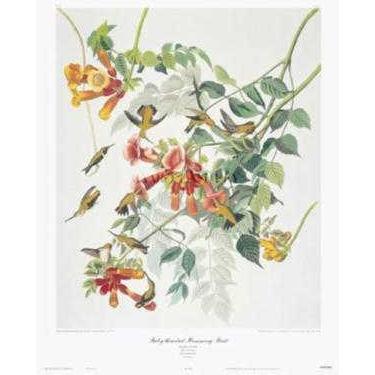 Ruby-Throated Hummingbird Poster Print