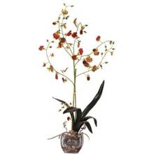 Oncidium Liquid Illusion