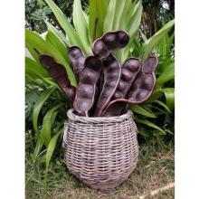 Bean Pods