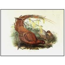 Pheasant Scemmeringi Poster Print