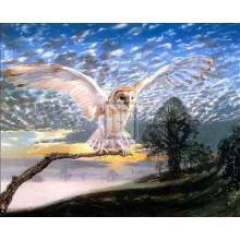 Barn Owl Poster Print