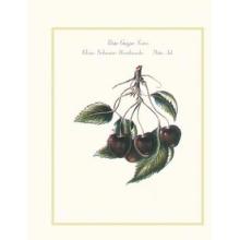 Petite Guigne Noire Poster Print