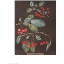 Cherries (A) Poster Print