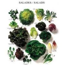 Salads Poster Print