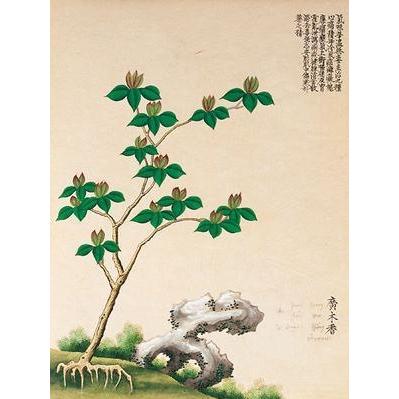 Flowering Chinese Tree IV Poster Print