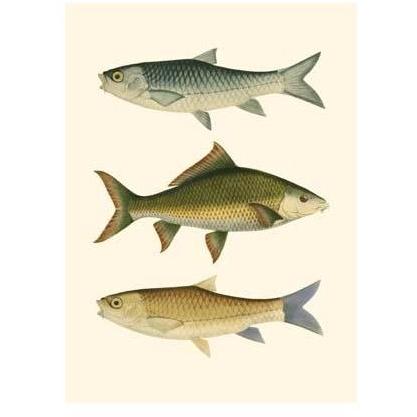 Antique Fish I Poster Print