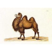 Camel Poster Print