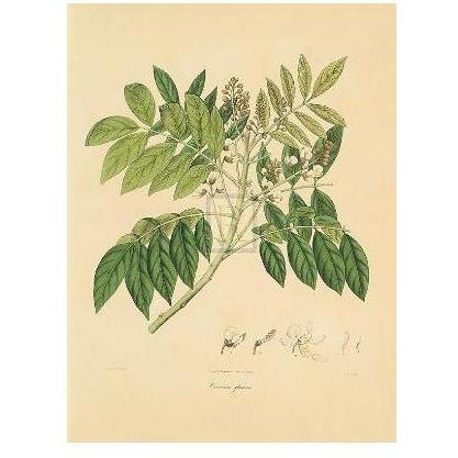 Unpublished East Indian Plants II Poster Print