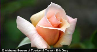alabama.guide.arts.and.entertainment.dance
