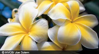 hawaii.guide.past.and.present.history.timeline