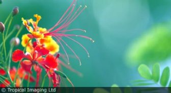turksandcaicos.guide.planning.your.trip.getting