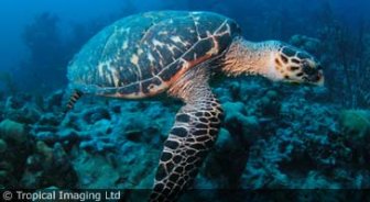 turksandcaicos.guide.travel.basics.embassies.and.consulates
