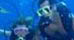 Dive the Day Away