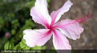 bahamas.guide.travel.basics.postal.services
