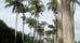 Tropical Transport