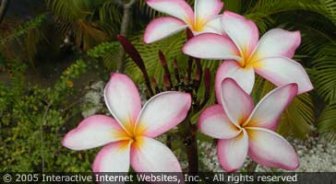stkitts.guide.accommodations.camping.and.eco.tourism