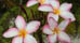 St. Kitts' Camping Options