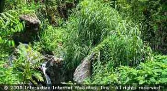 jamaica.guide.accommodations.camping.and.eco.tourism
