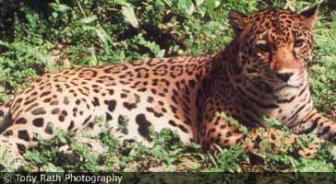 belize.guide.planning.your.trip.budgeting