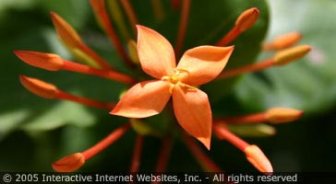 caymanislands.guide.accommodations.camping.and.eco.tourism