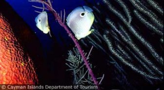 caymanislands.guide.planning.your.trip.when.to.go