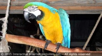 caymanislands.guide.travel.basics